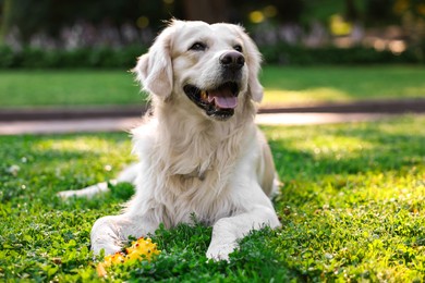 Photo of Portrait of cute Golden Retriever dog with toy outdoors