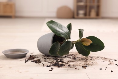 Overturned houseplant and dirt on wooden floor