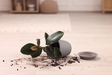 Photo of Overturned houseplant and dirt on wooden floor