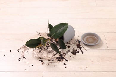 Photo of Overturned houseplant and dirt on wooden floor