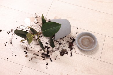 Overturned houseplant and dirt on wooden floor