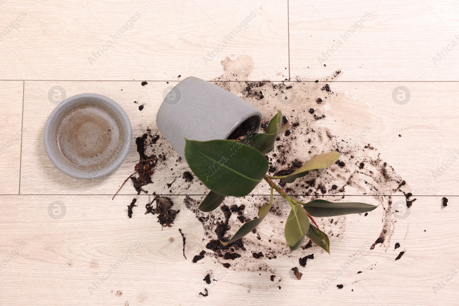 Photo of Overturned houseplant and dirt on wooden floor, top view