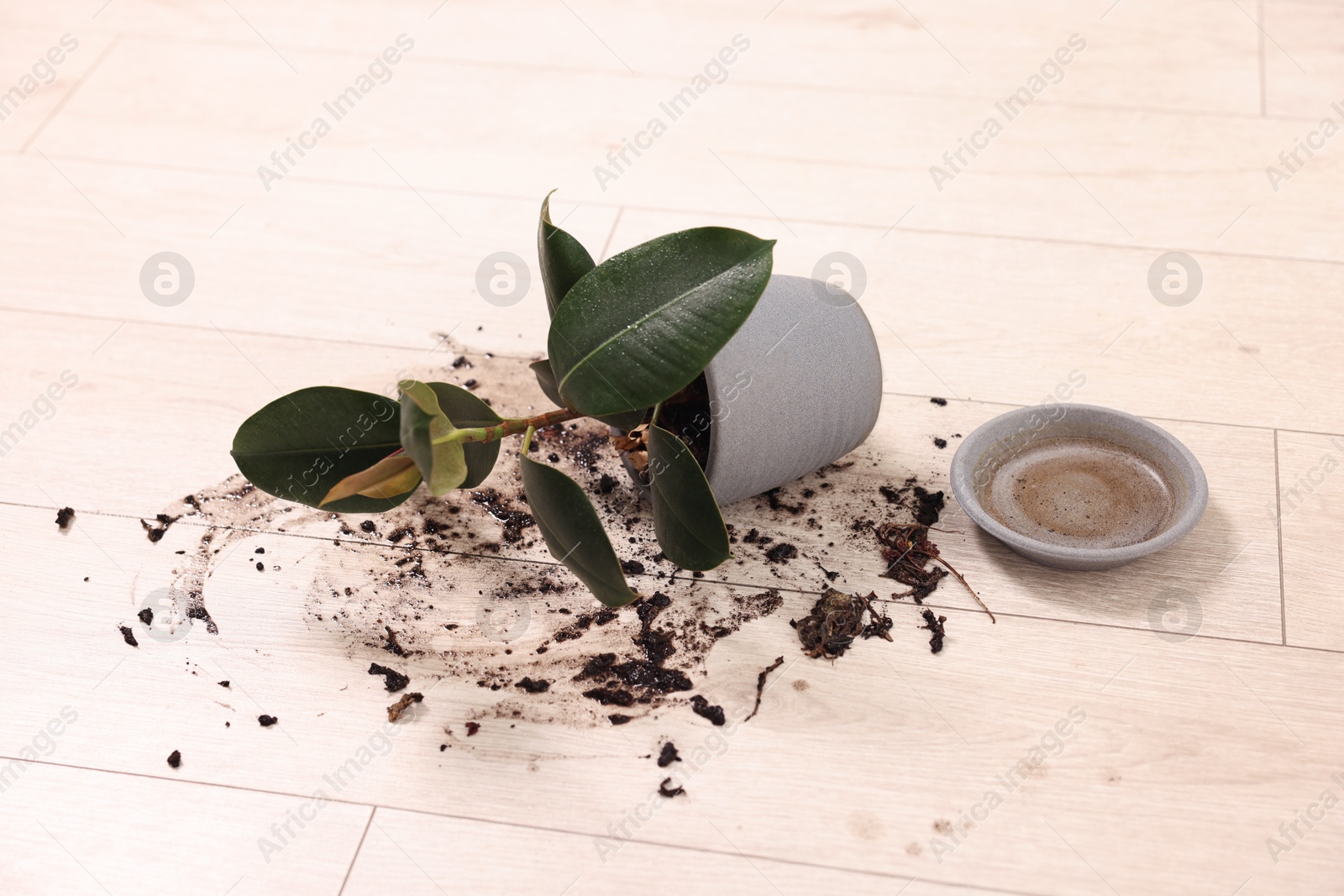 Photo of Overturned houseplant and dirt on wooden floor