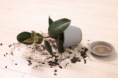 Overturned houseplant and dirt on wooden floor