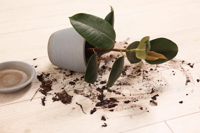 Photo of Overturned houseplant and dirt on wooden floor