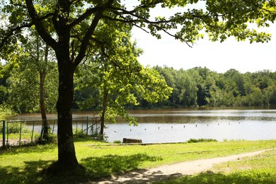 Beautiful green trees, pathway and lake in park