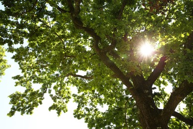 Beautiful green tree in forest, low angle view