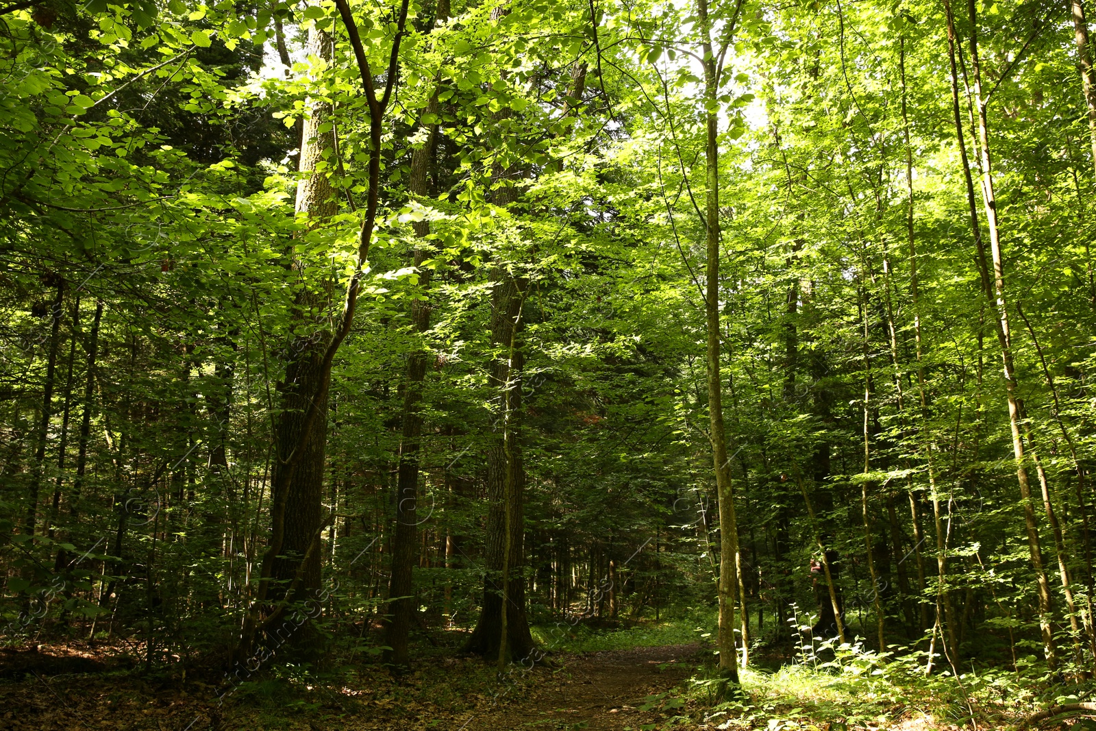 Photo of Beautiful green trees and pathway in forest