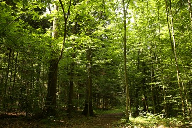 Beautiful green trees and pathway in forest