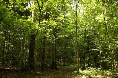 Beautiful green trees and pathway in forest