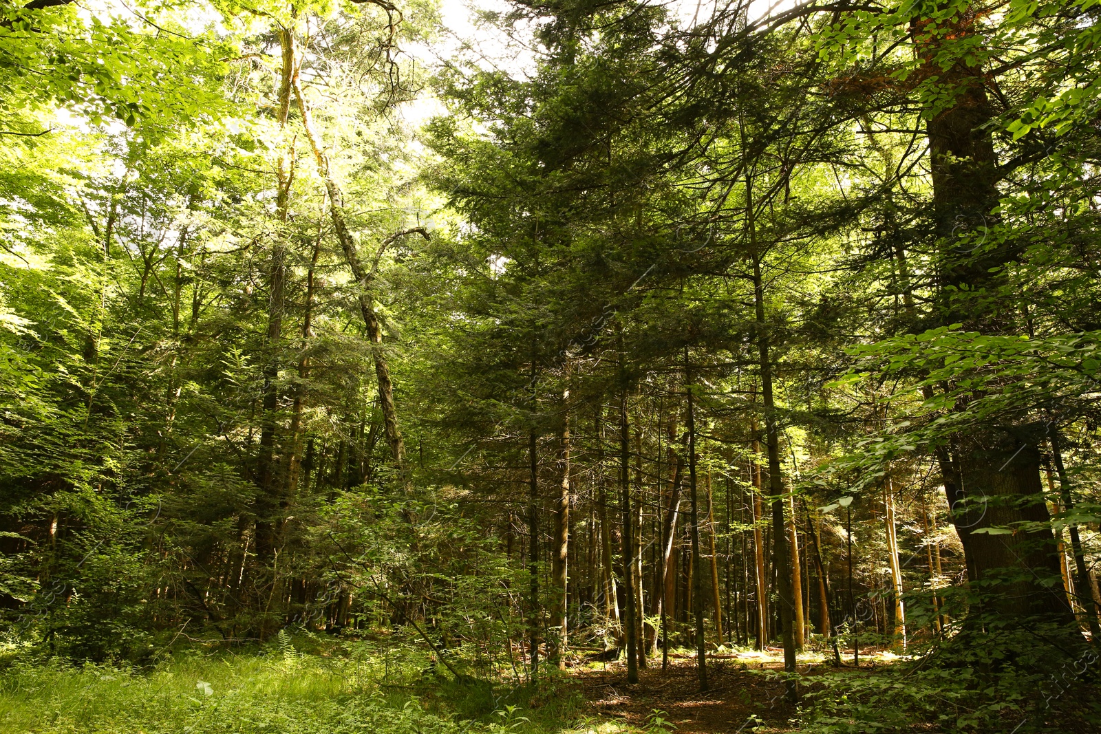 Photo of Beautiful green trees and plants in forest, low angle view