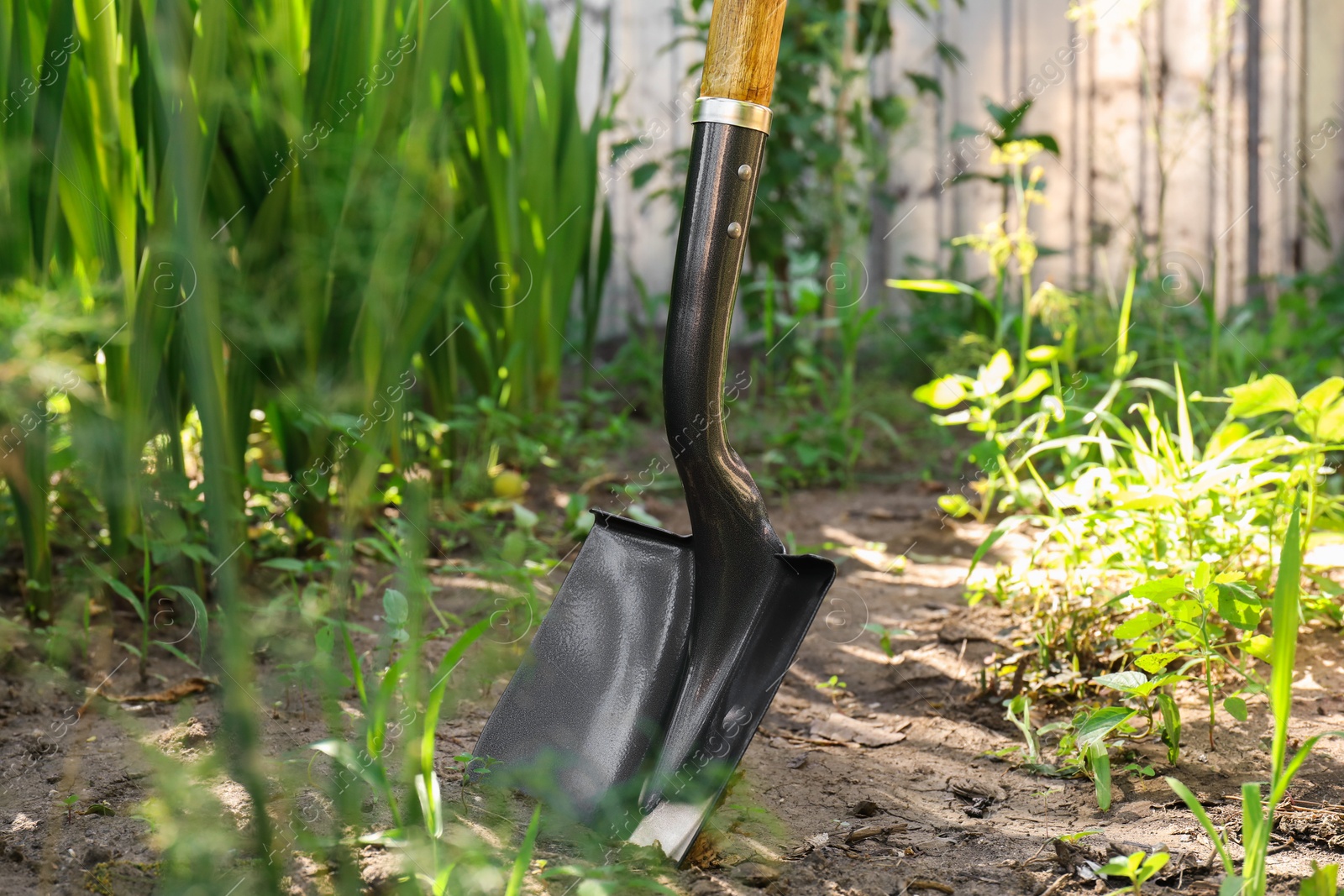 Photo of Metal shovel stuck in soil. Gardening tool