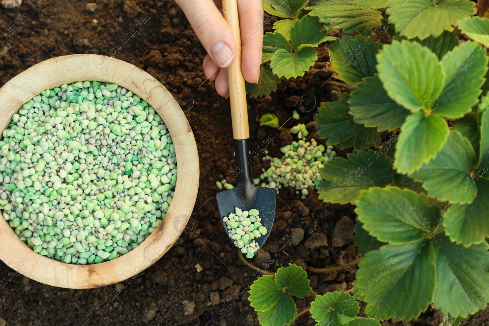 Photo of Woman putting fertilizer onto soil under plant outdoors, top view