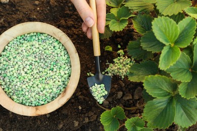 Woman putting fertilizer onto soil under plant outdoors, top view