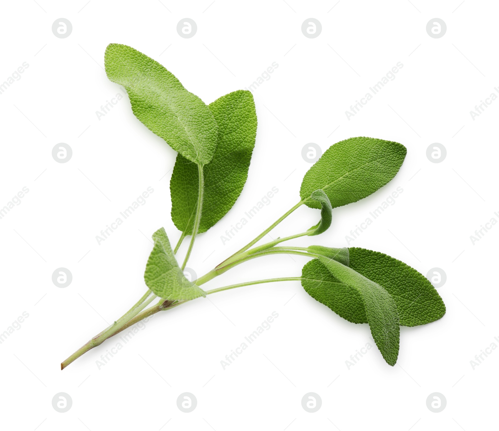 Photo of Branch of sage plant with green leaves isolated on white, top view