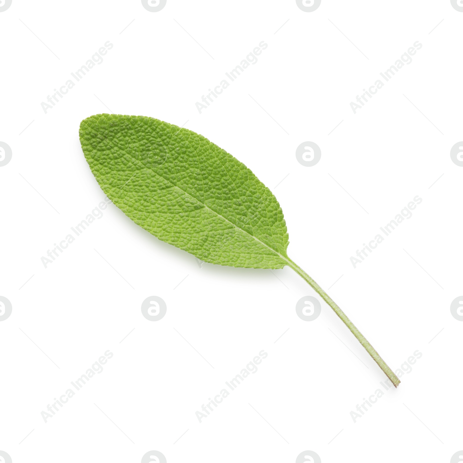 Photo of One fresh green sage leaf isolated on white