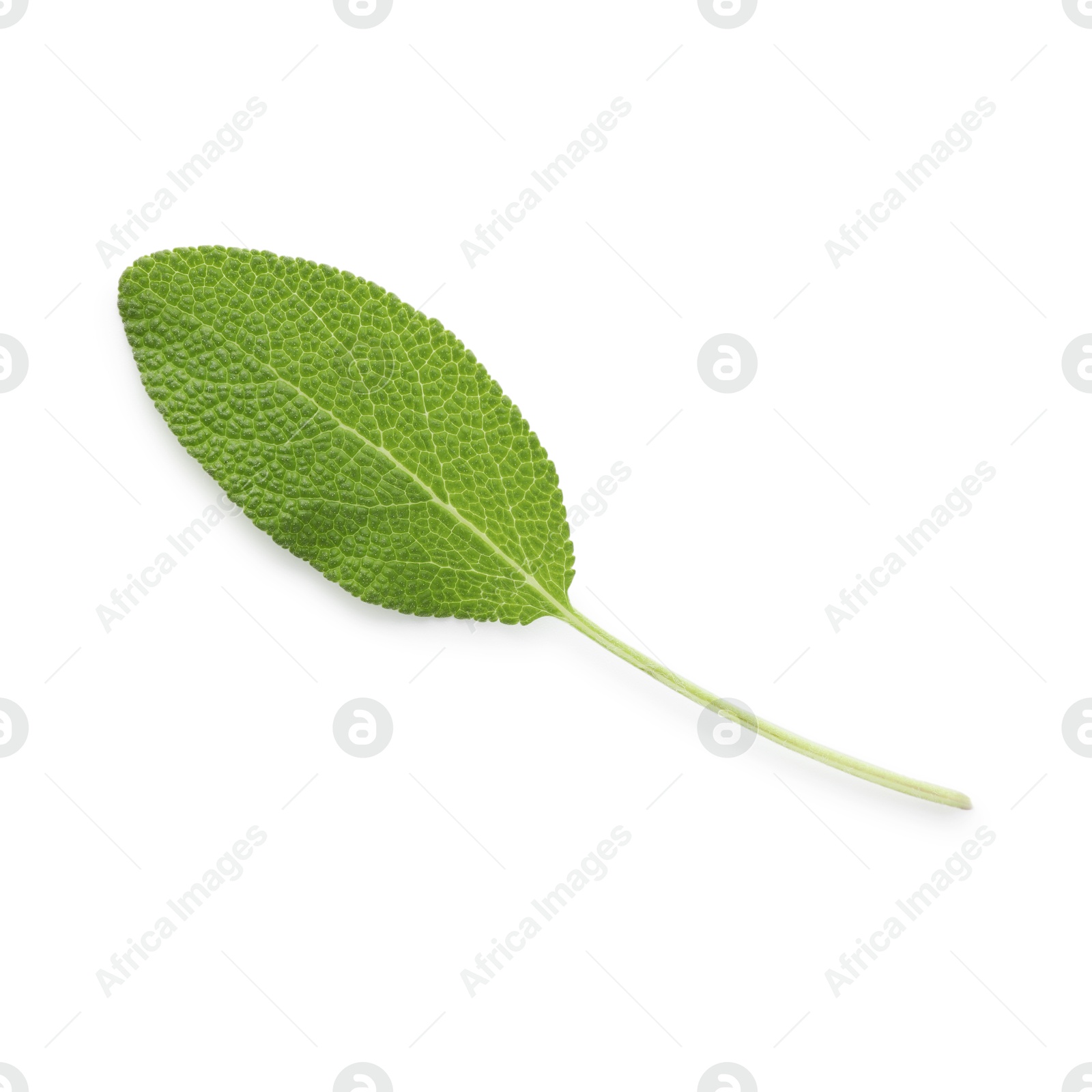 Photo of One fresh green sage leaf isolated on white