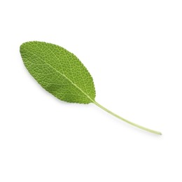 Photo of One fresh green sage leaf isolated on white