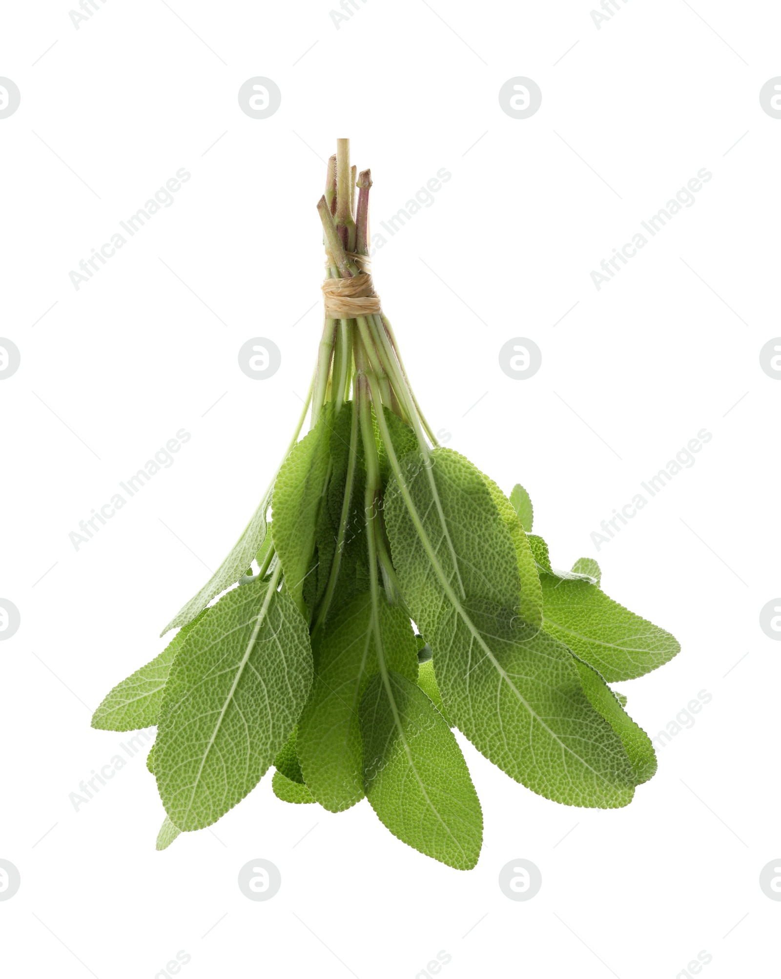 Photo of Bunch of green sage leaves isolated on white