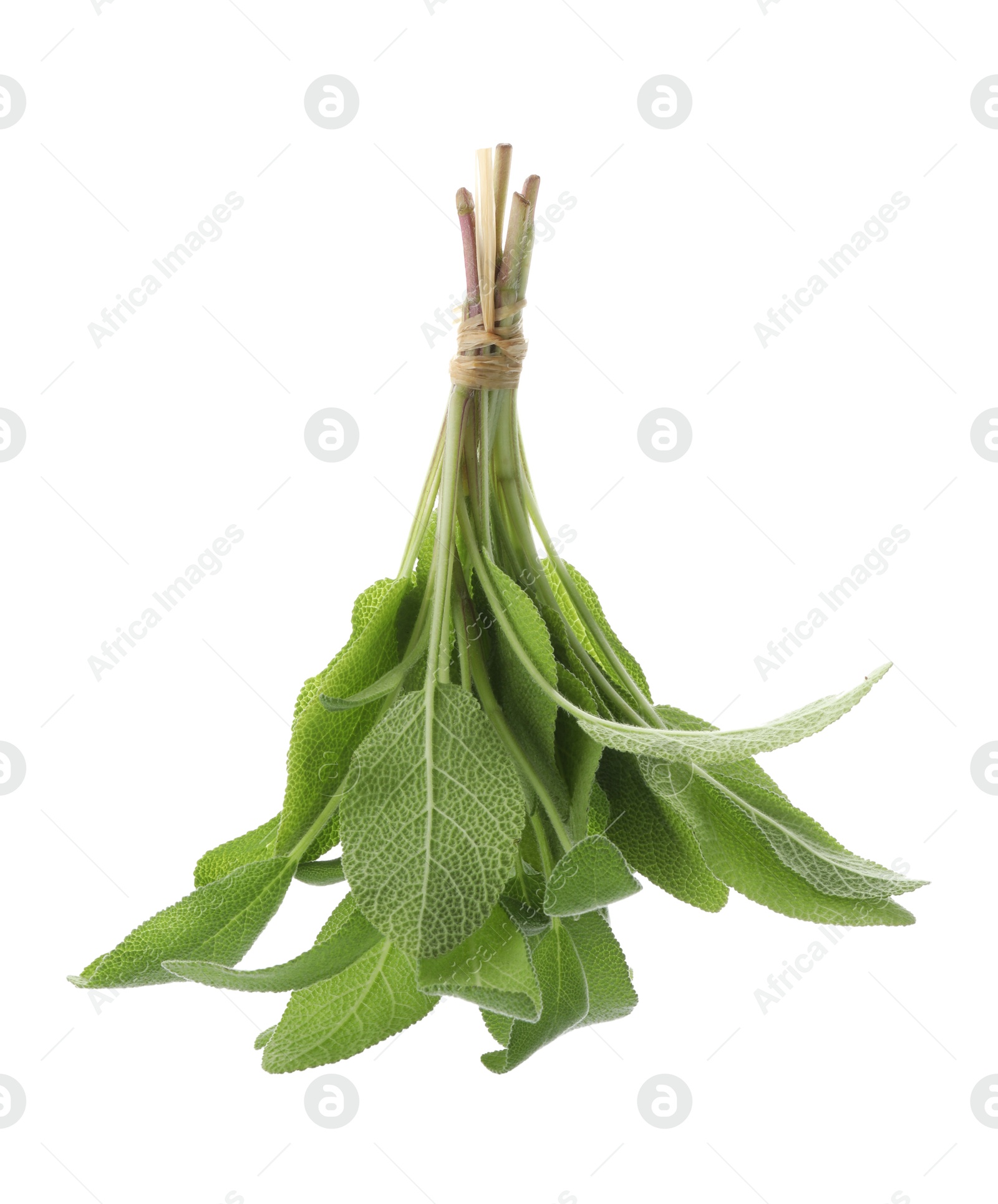 Photo of Bunch of green sage leaves isolated on white