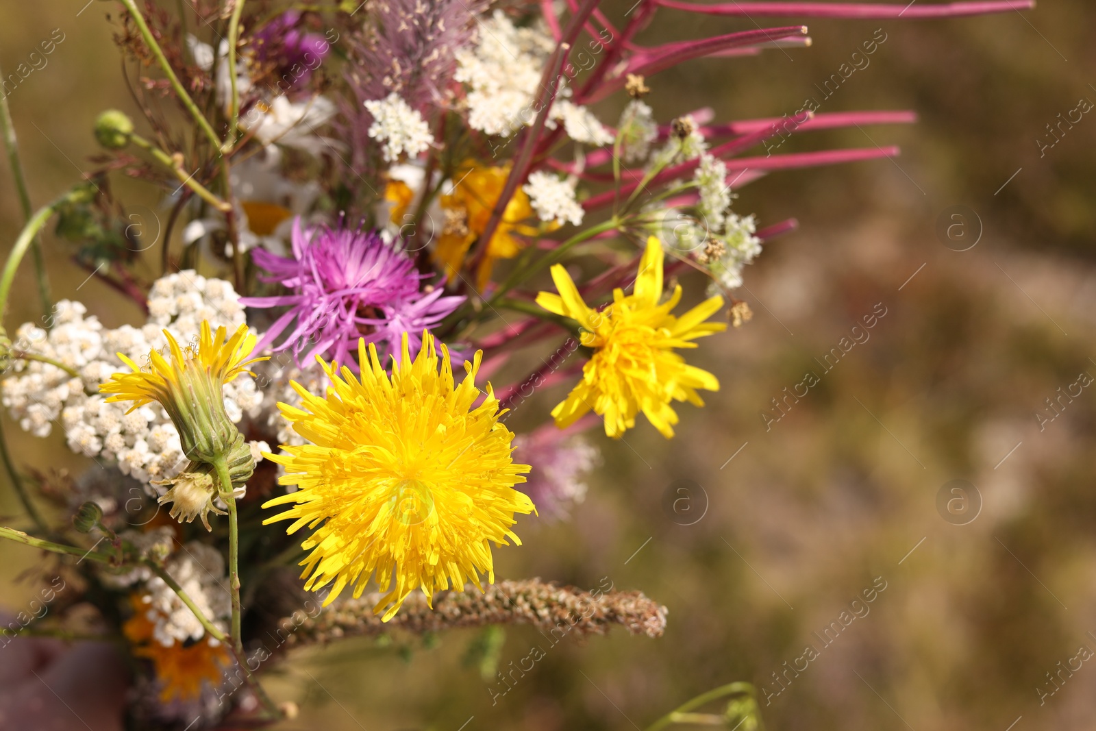 Photo of Holding beautiful bouquet of wild flowers outdoors, closeup