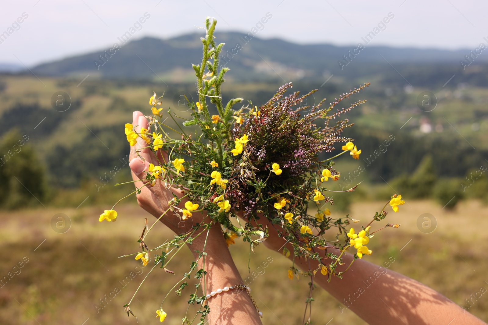 Photo of Woman holding bouquet of wild yellow flowers outdoors, closeup