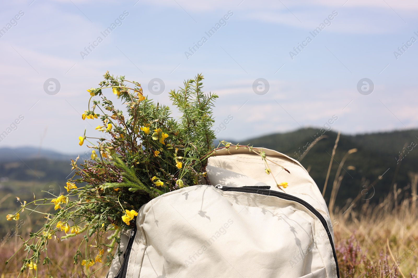 Photo of Bouquet of beautiful yellow flowers and backpack near mountains outdoors, closeup