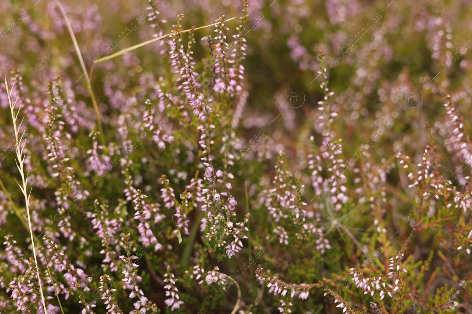 Photo of Many beautiful plants with flowers growing outdoors