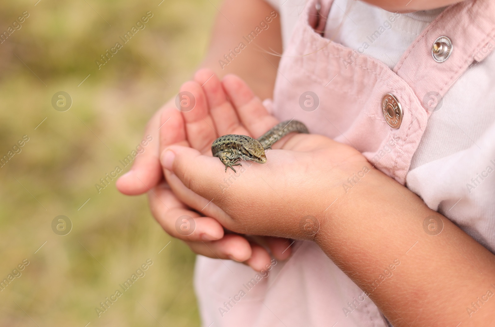 Photo of Little girl holding small lizard outdoors, closeup