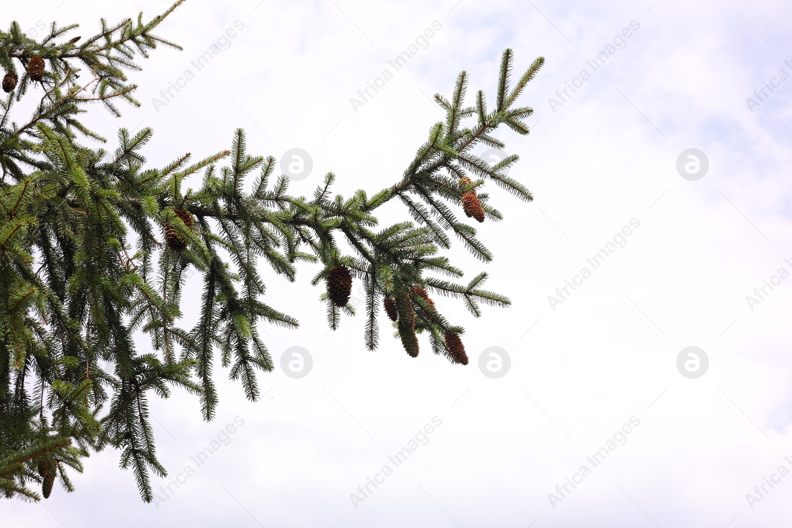 Photo of Beautiful fir tree with green branches against blue sky, space for text