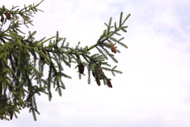 Beautiful fir tree with green branches against blue sky, space for text