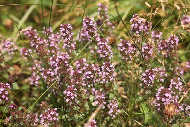 Many beautiful plants with flowers growing outdoors