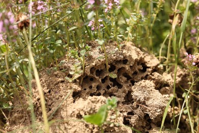 Many beautiful plants with flowers growing outdoors