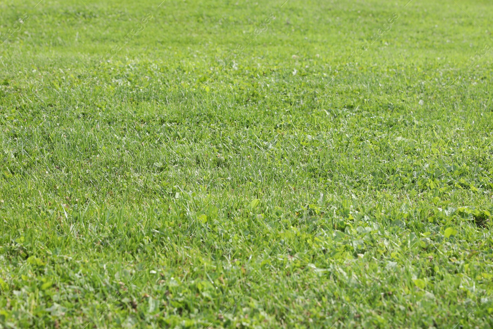 Photo of Fresh green grass growing outdoors on sunny day