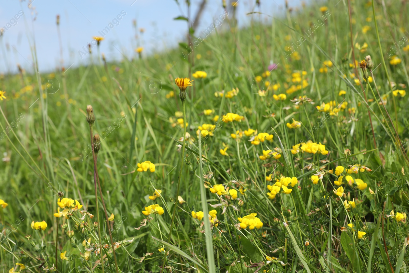 Photo of Many beautiful plants with flowers growing outdoors