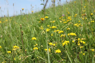 Photo of Many beautiful plants with flowers growing outdoors