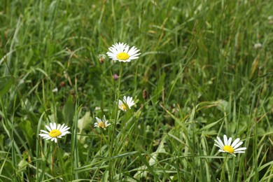 Photo of Beautiful chamomile flowers and grass growing outdoors