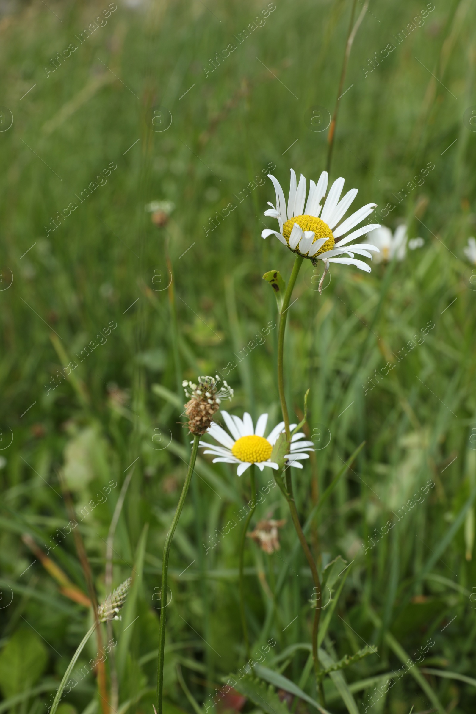 Photo of Beautiful chamomile flowers and grass growing outdoors