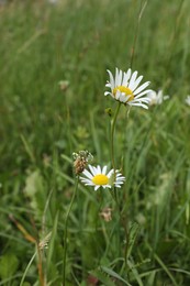 Beautiful chamomile flowers and grass growing outdoors