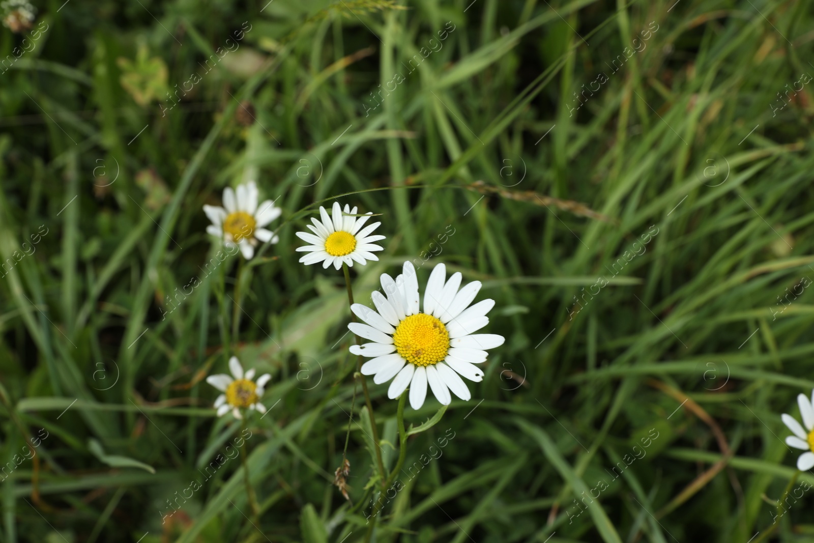 Photo of Beautiful chamomile flowers and grass growing outdoors