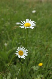 Beautiful chamomile flowers and grass growing outdoors