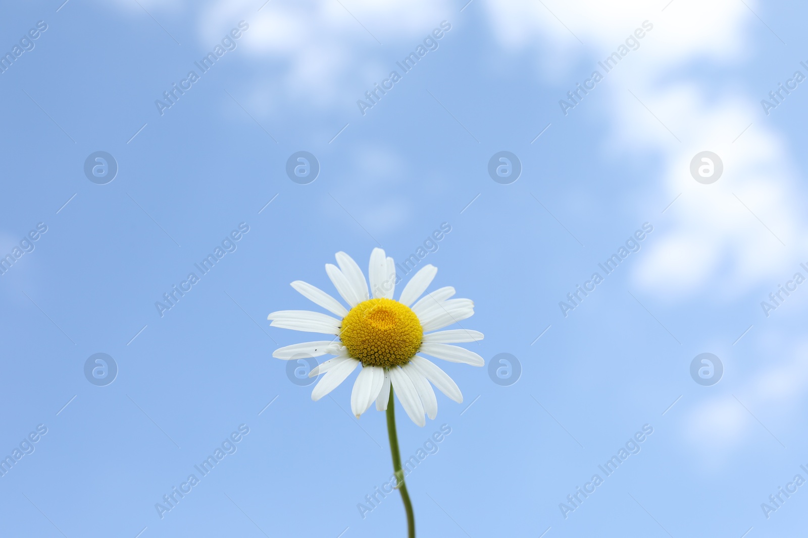 Photo of Beautiful white chamomile flower against blue sky, closeup