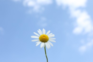 Beautiful white chamomile flower against blue sky, closeup