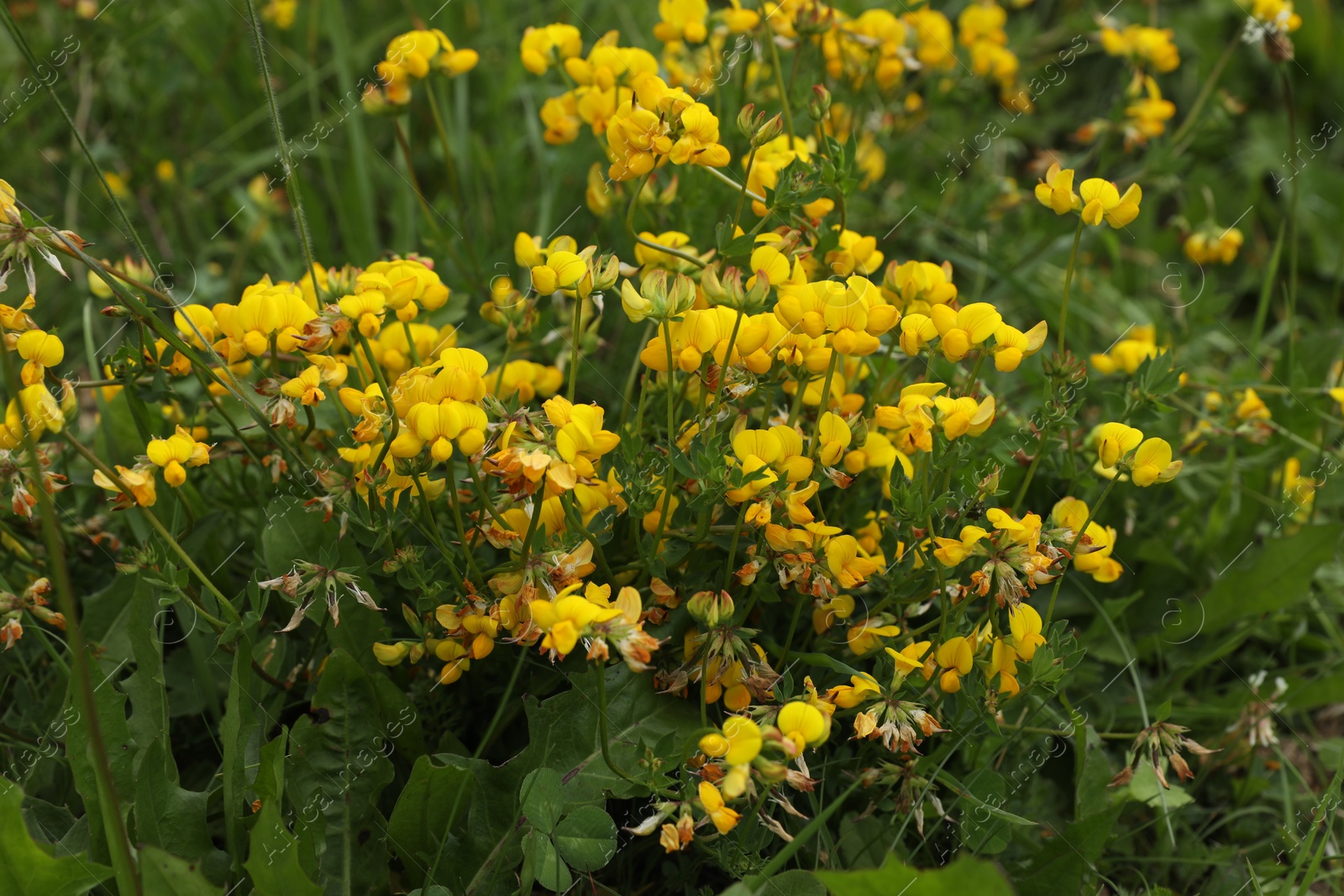 Photo of Many beautiful plants with flowers growing outdoors