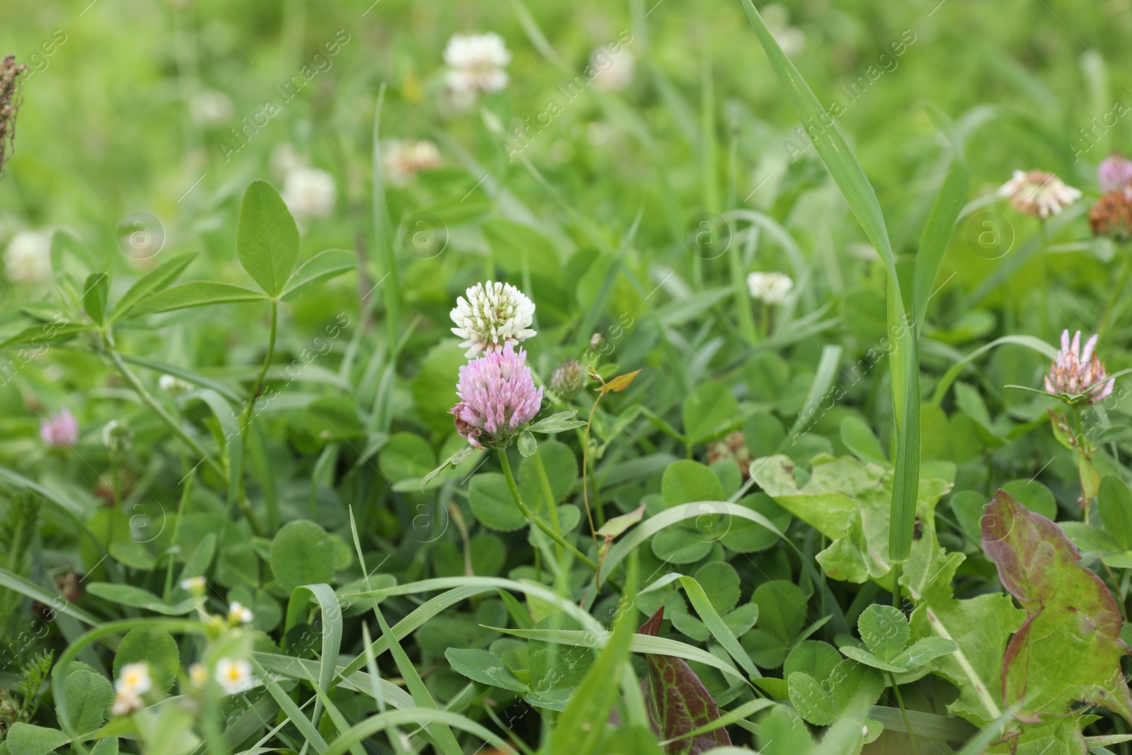 Photo of Many beautiful plants with flowers growing outdoors