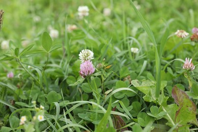 Many beautiful plants with flowers growing outdoors