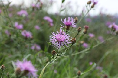 Many beautiful plants with flowers growing outdoors