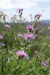 Many beautiful plants with flowers growing outdoors