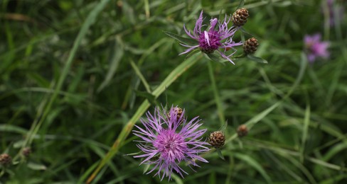 Many beautiful plants with flowers growing outdoors