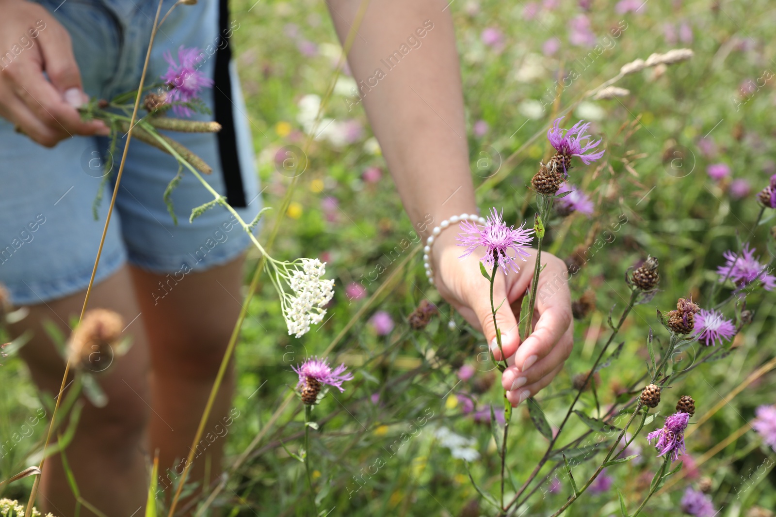 Photo of Woman collecting beautiful wild flowers outdoors, closeup